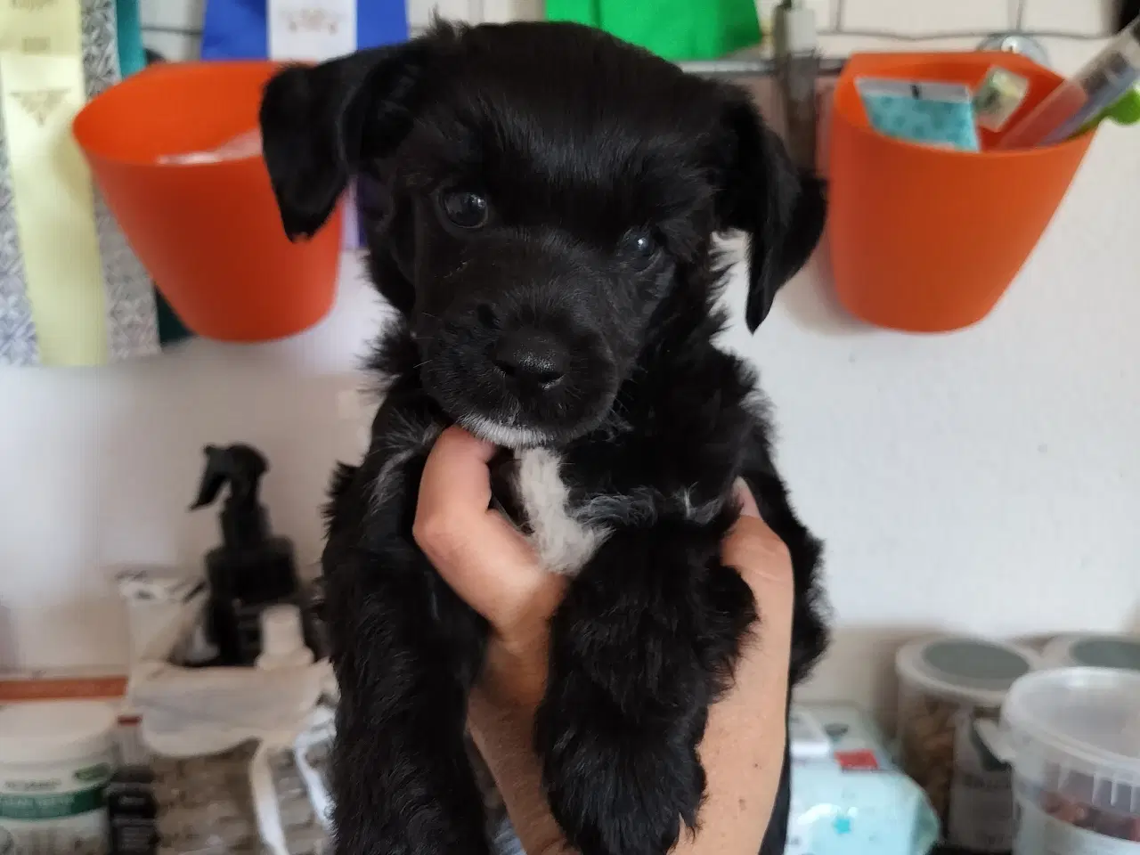 Billede 4 - Chinese crested/powder puff drenge med DKK stambog