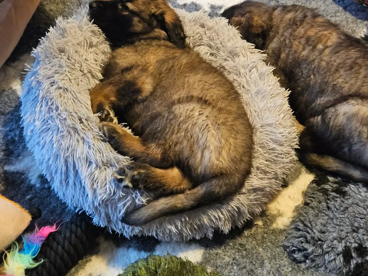 Billede 6 - lækre Leonberger hvalpe