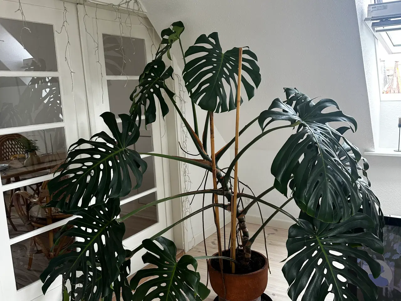 Billede 2 - Kæmpe monstera/stueplante 