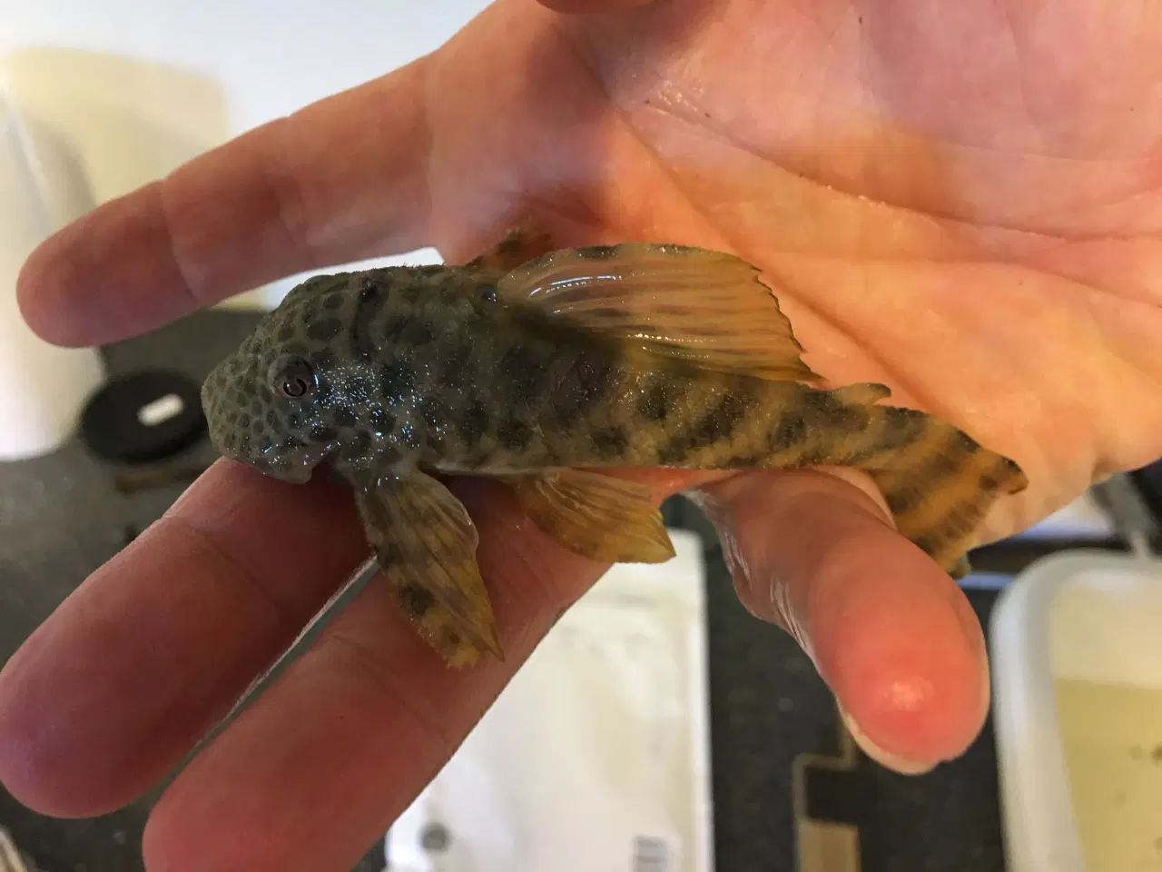 Billede 1 - Peckoltia sabaji L075