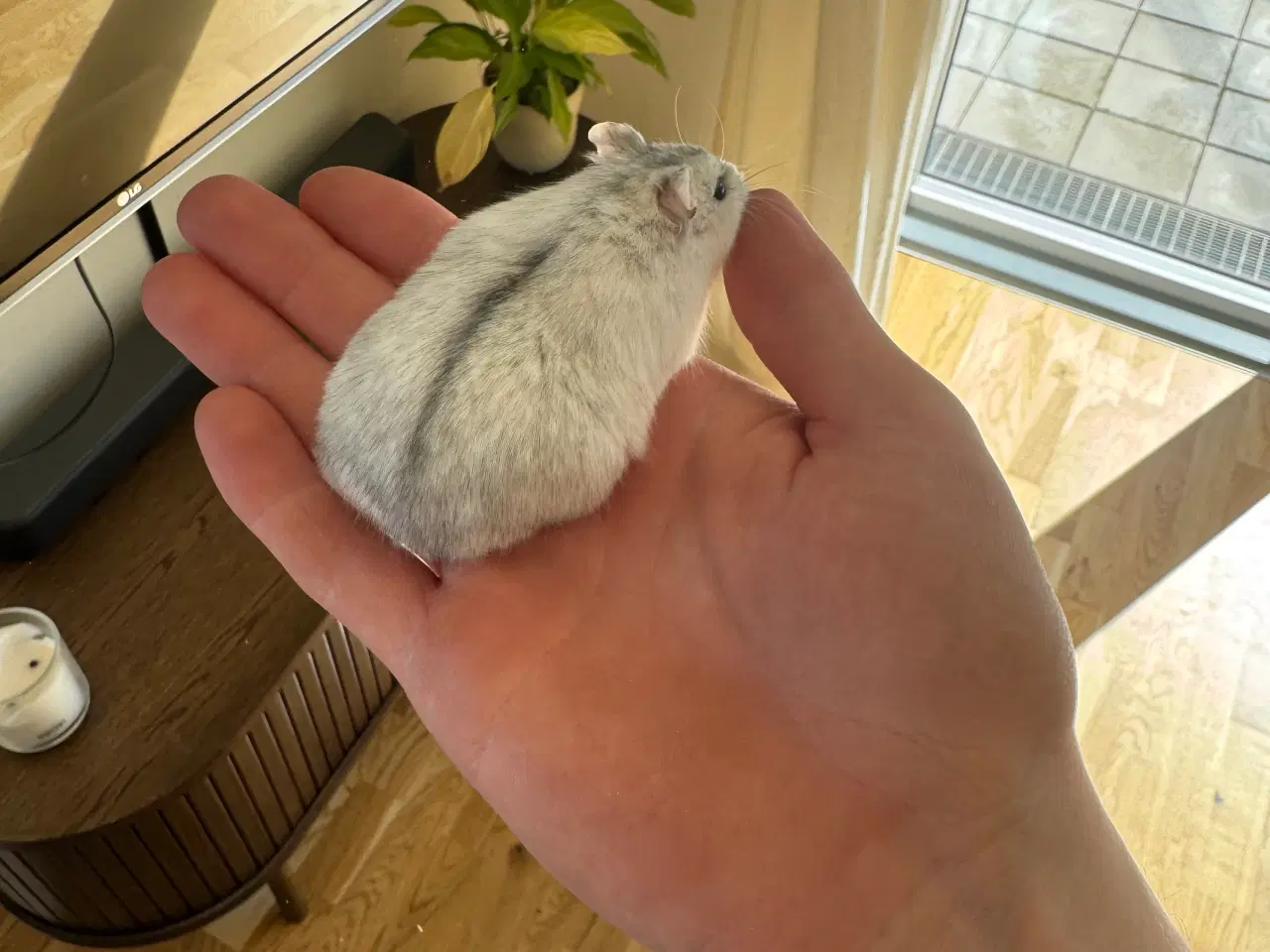 Billede 5 - Dværghamster plus tilbehør sælges