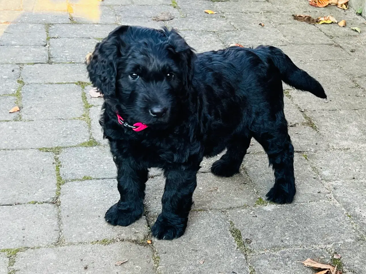 Billede 1 - Labradoodle-blandinger. 2 tæver tilbage ❤️🩷