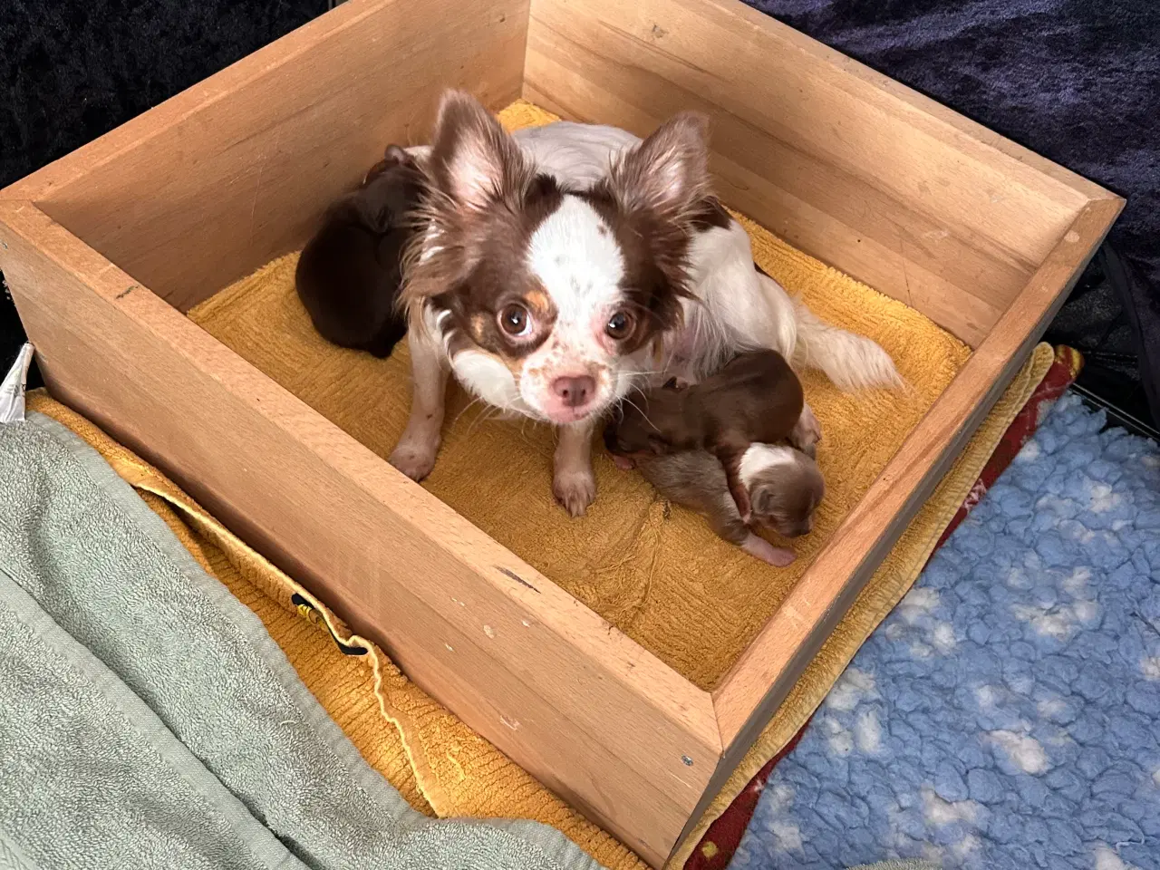 Billede 3 - Langhåret chihuahua hvalpe