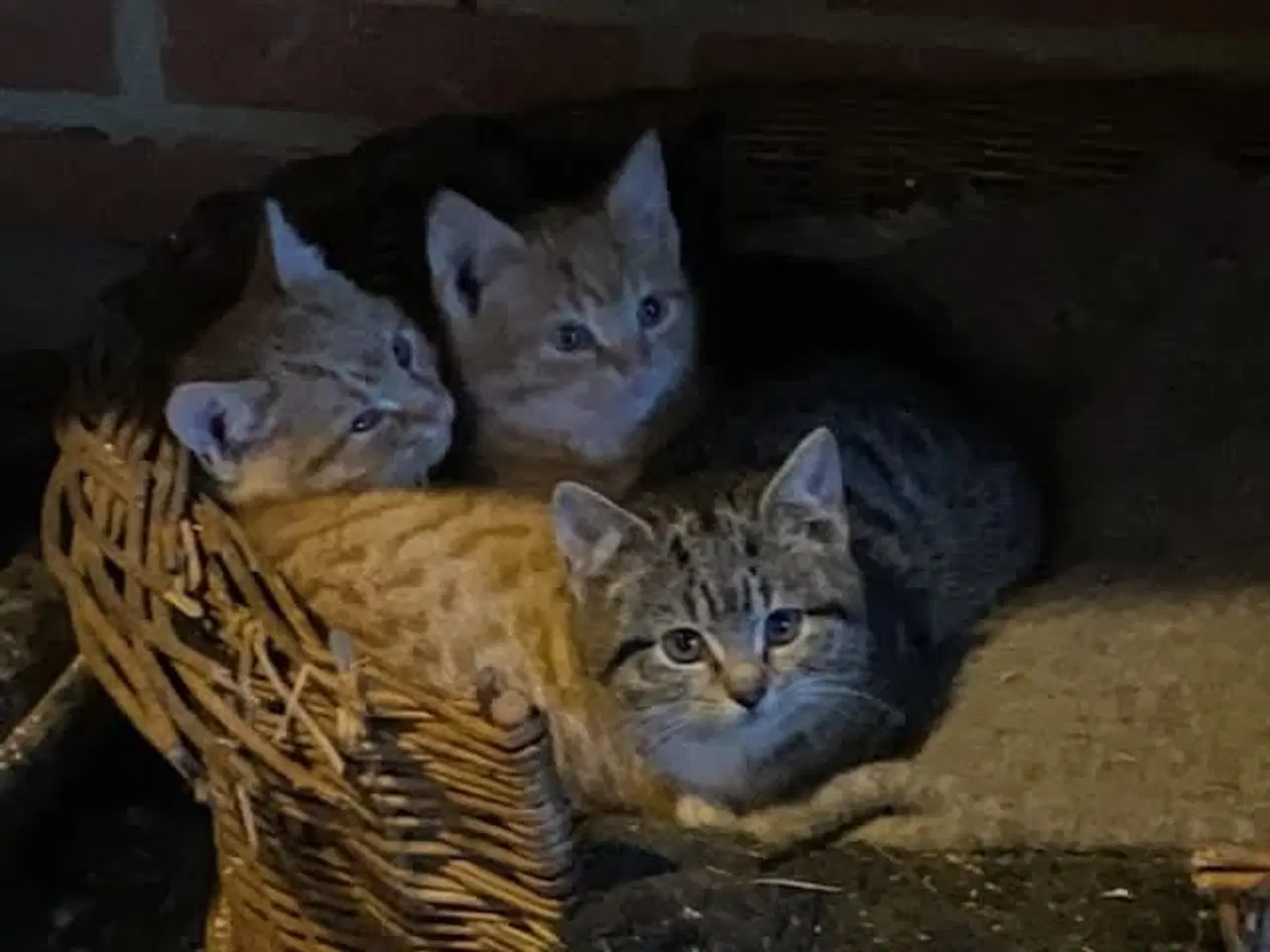 Billede 4 - Søde kattekillinger