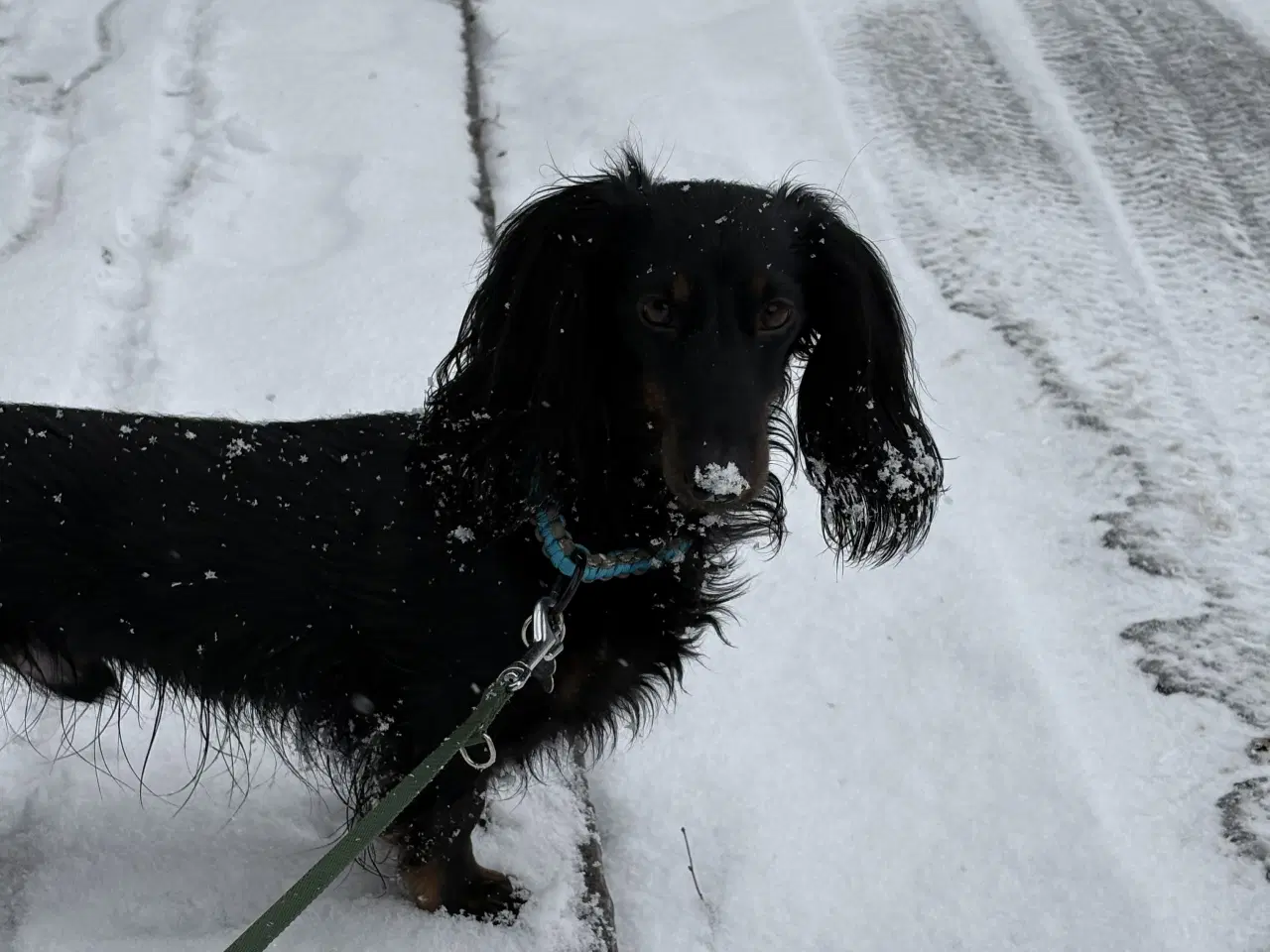 Billede 2 - Gravhund tilbydes til parring 
