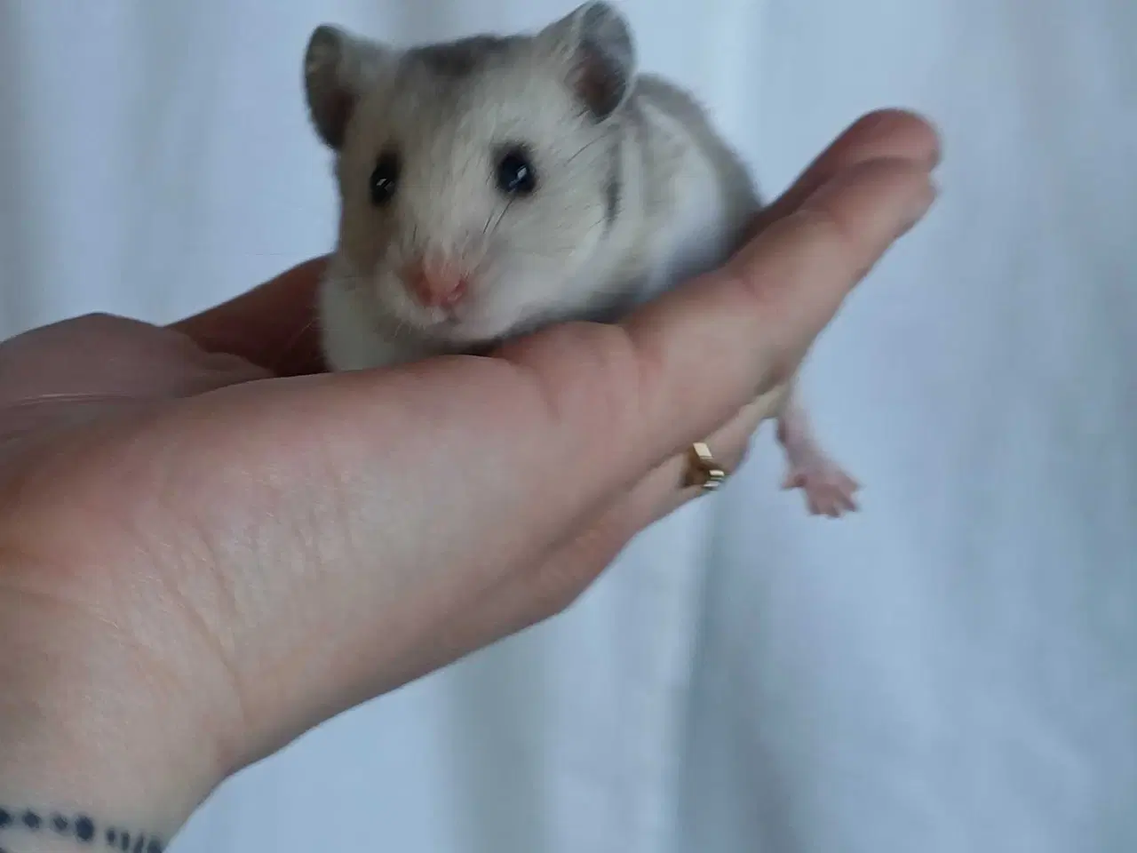 Billede 15 - Guldhamster unger