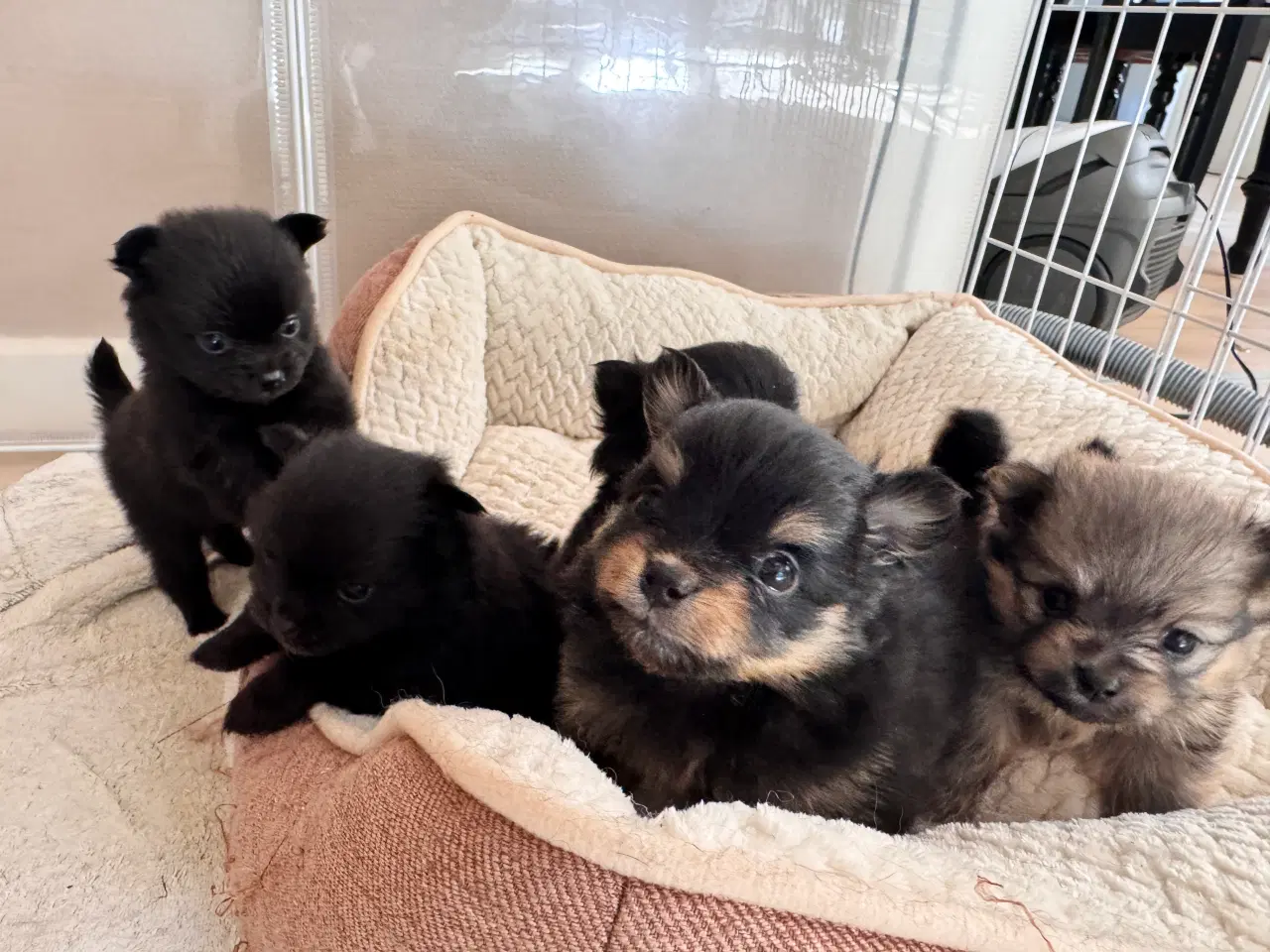 Billede 5 - Pomchi hvalpe 