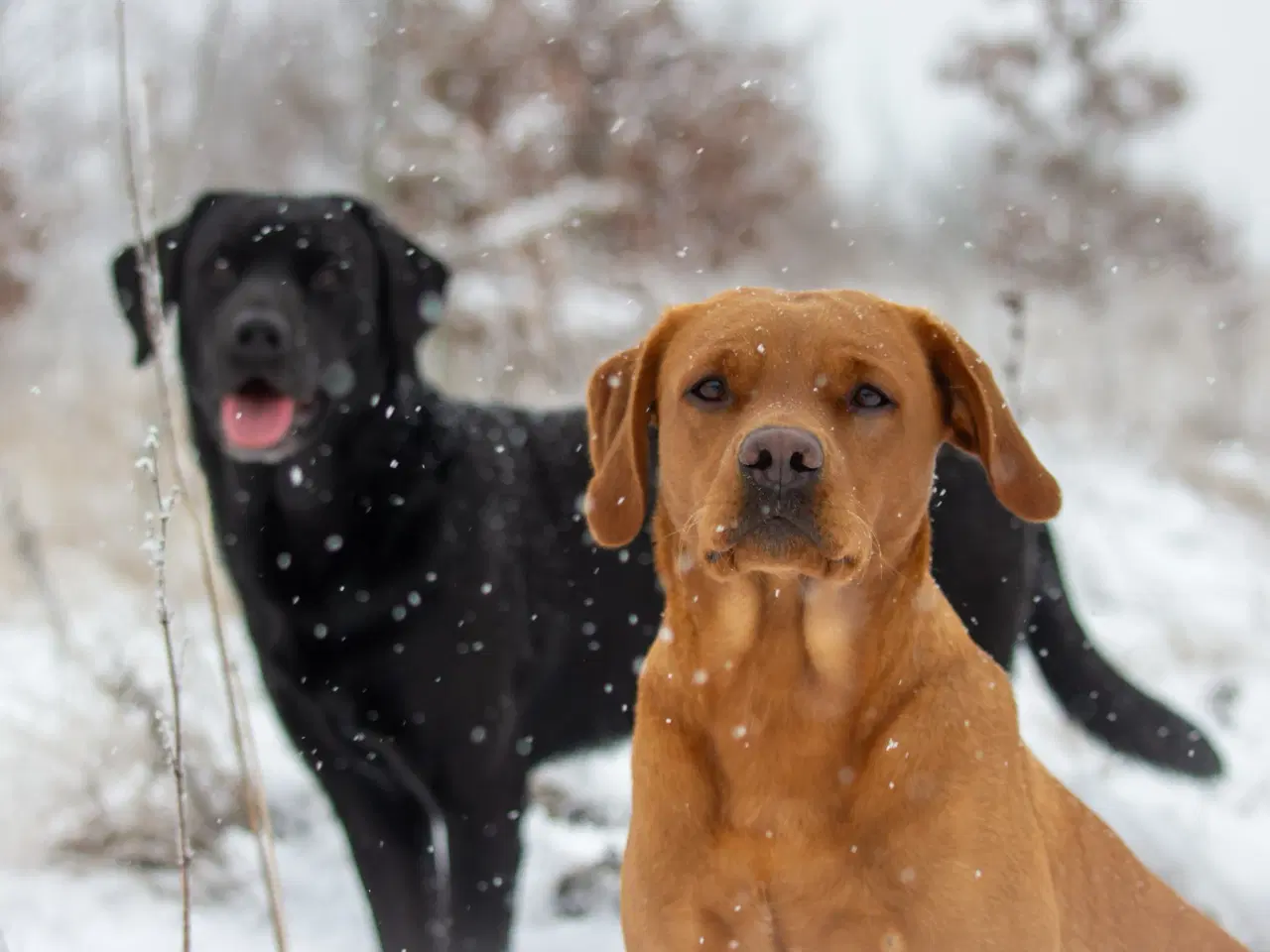 Billede 5 - Sort Han hvalp