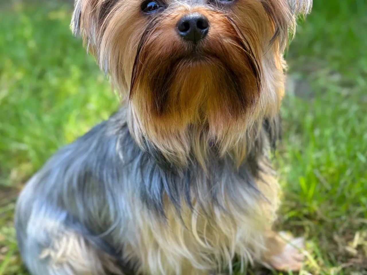 Billede 7 - Yorkshire terrier 