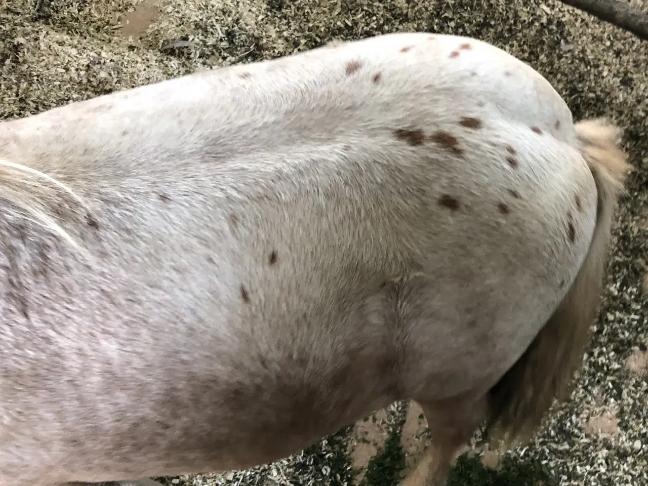 Billede 12 - Hingste