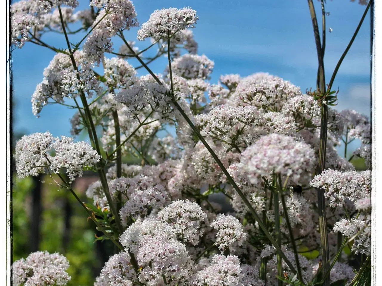 Billede 12 - Stauder, Vandplanter , Buske 