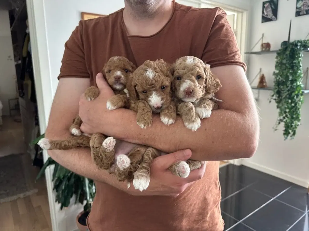 Billede 16 - Vores 2 dværgpuddel har fået 3 hundehvalpe 