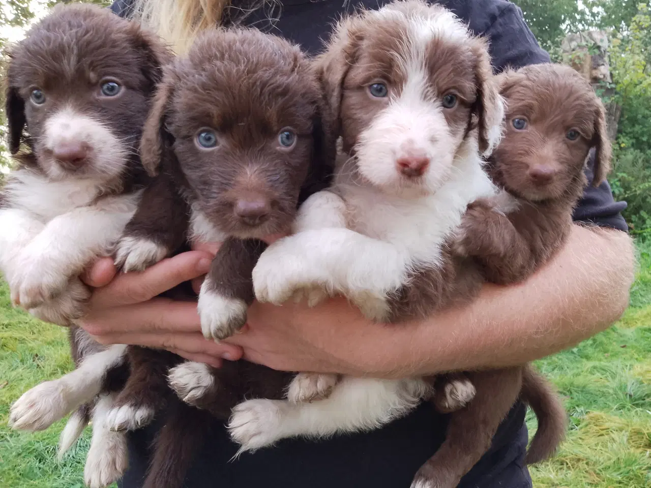 Billede 1 - Aussie doodle hvalpe 