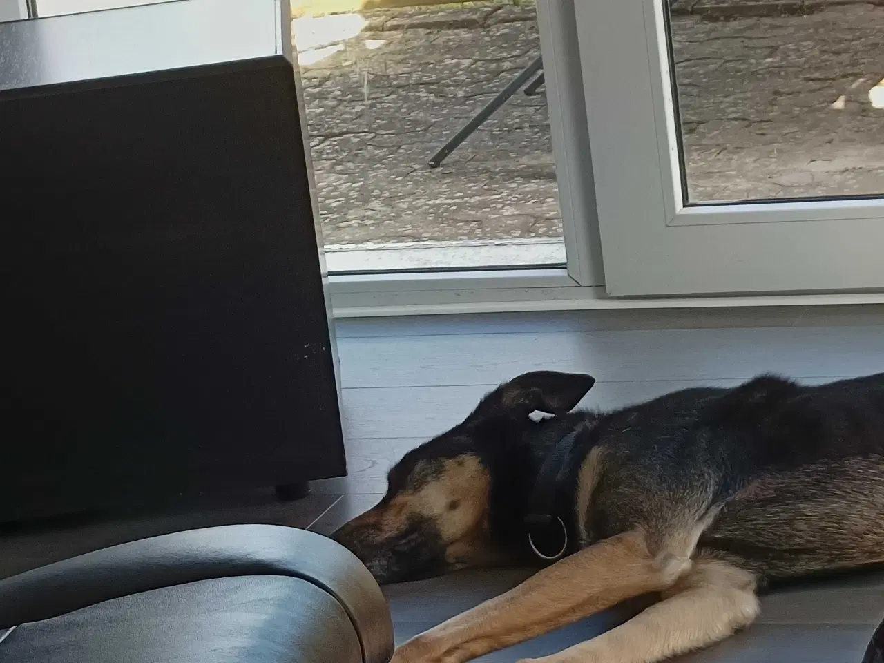 Billede 5 - Fantastisk hanhund sælges 