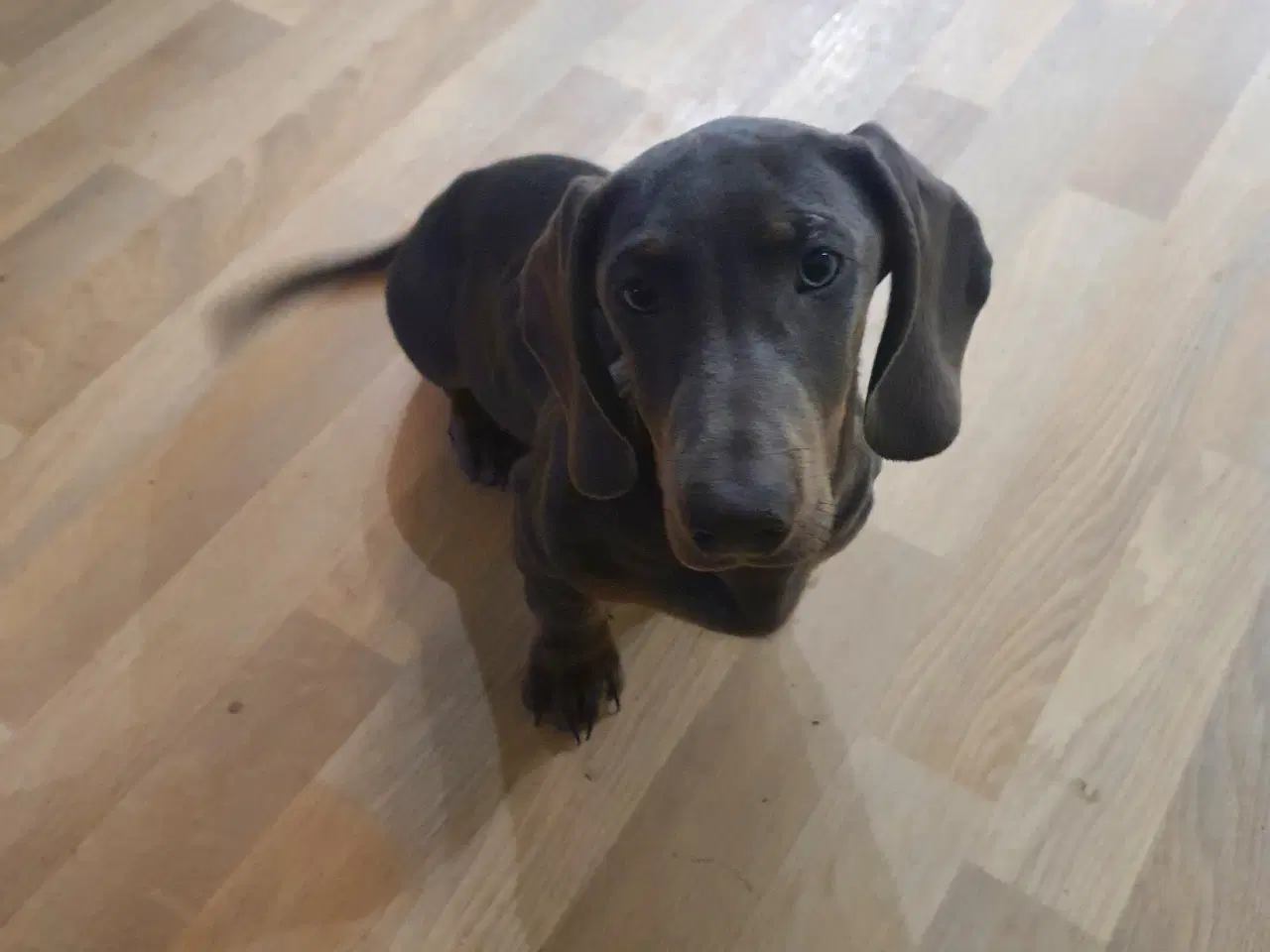 Billede 2 - Gravhund flot Blå korthåret