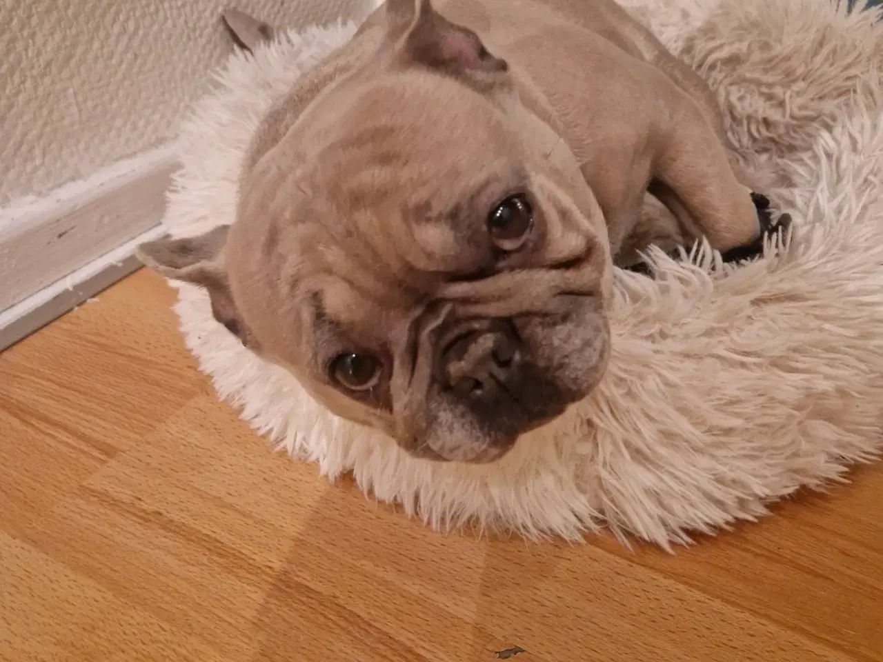 Billede 3 - Hund søger et nyt hjem