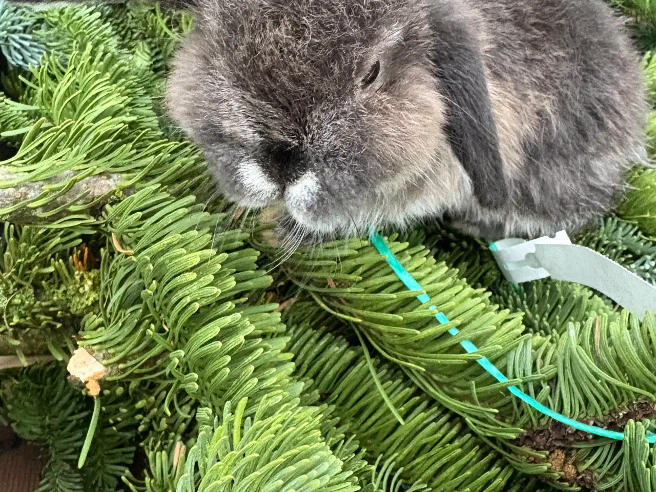 Billede 4 - Minilops 