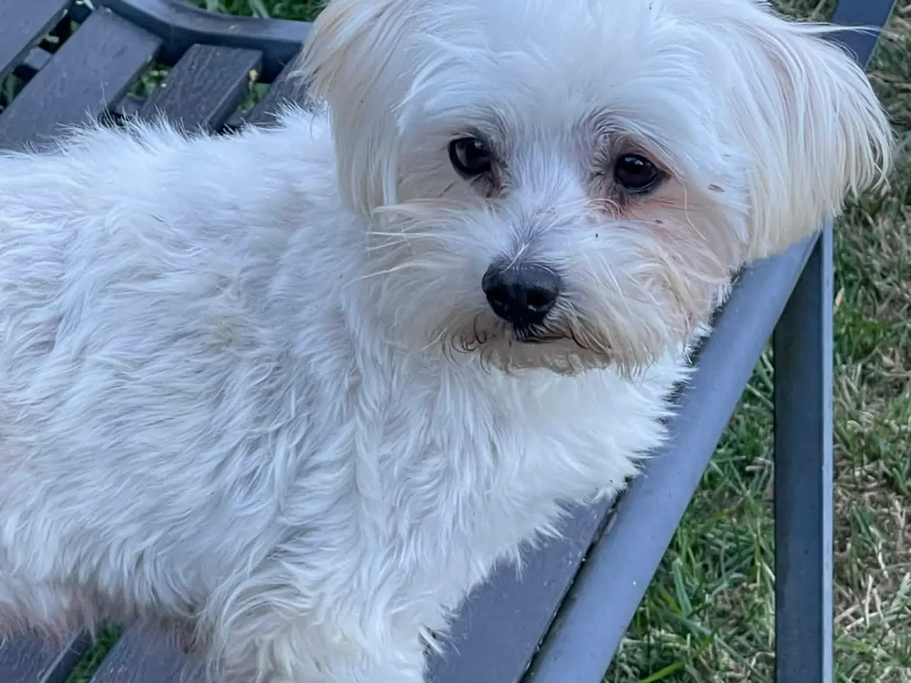 Billede 2 - Malteser pige søger nyt hjem !💗