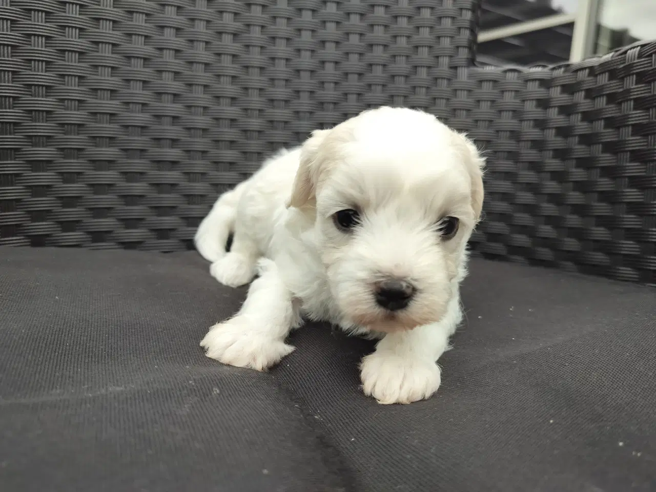 Billede 2 - Maltipoo hvalpe 