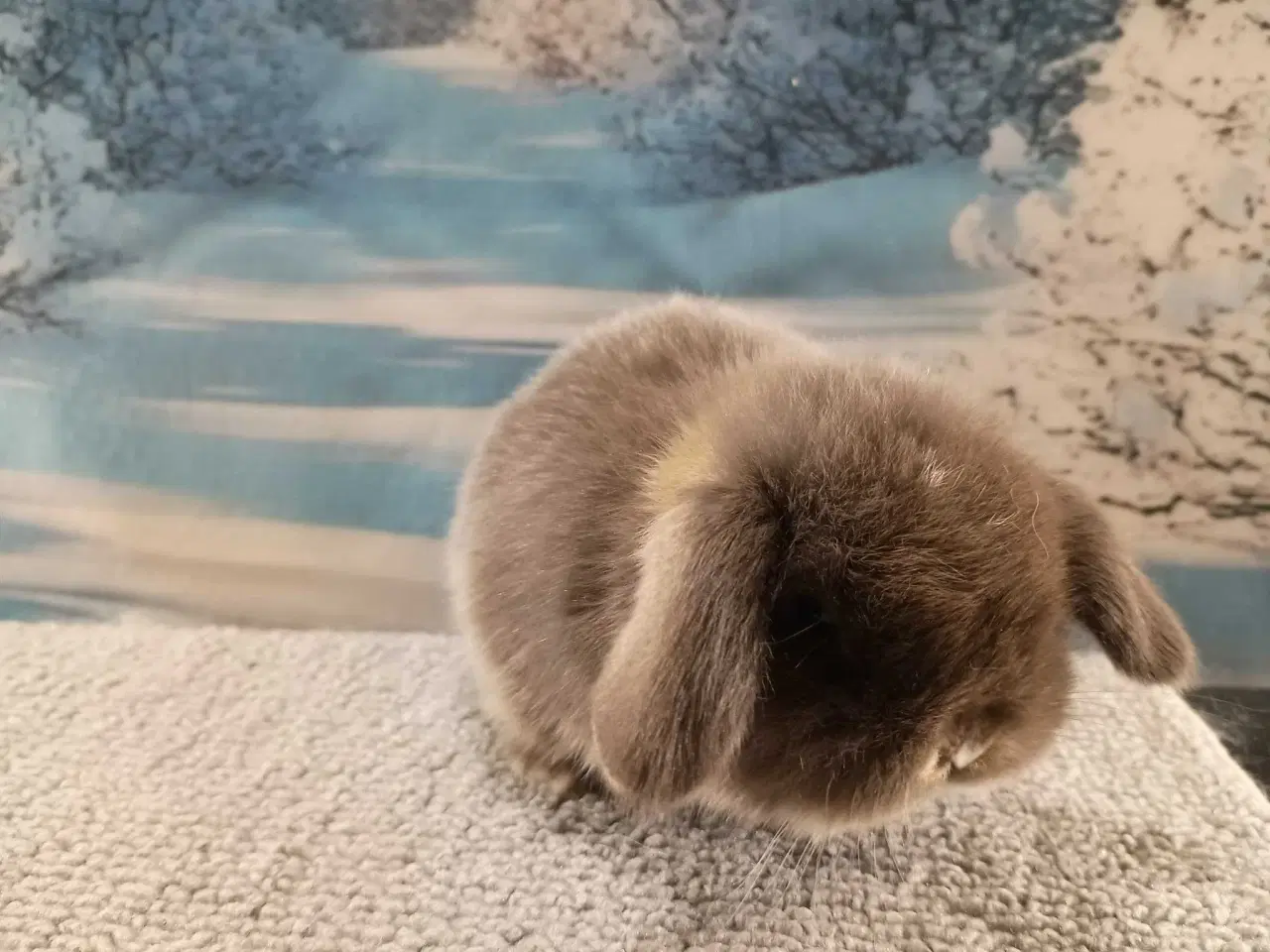 Billede 18 - Minilop pige, dværg kanin hun ung