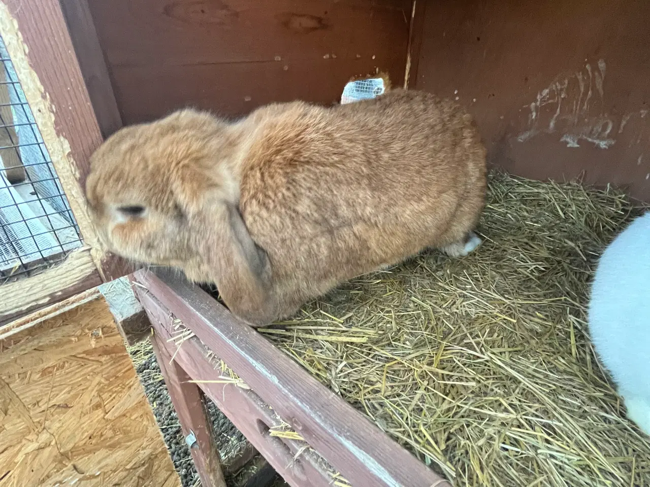 Billede 3 - Minilop Kaniner 