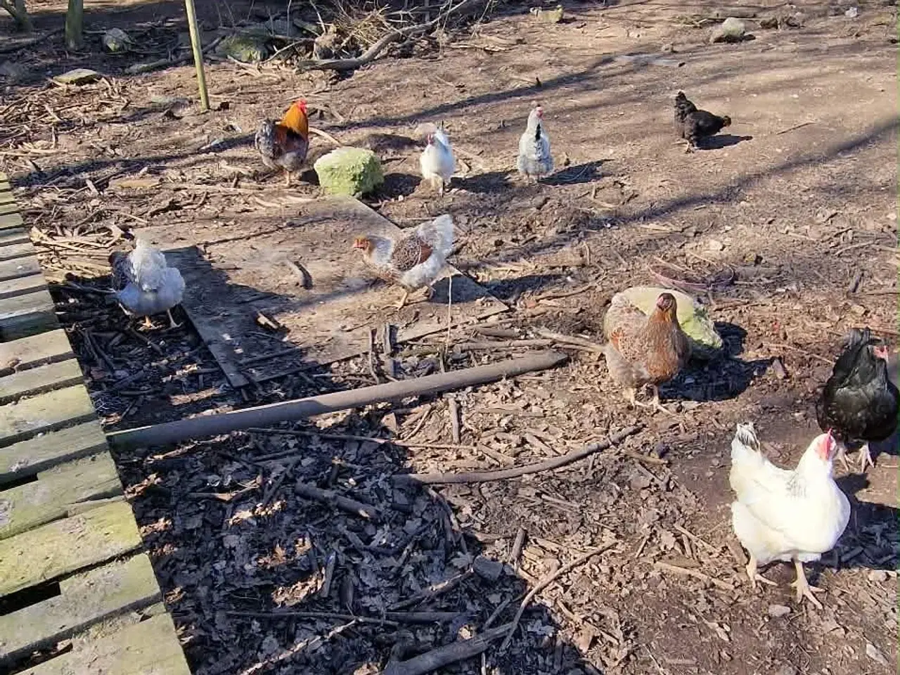 Billede 4 - Reserveret - hønseflok med 17 høner og 2 haner