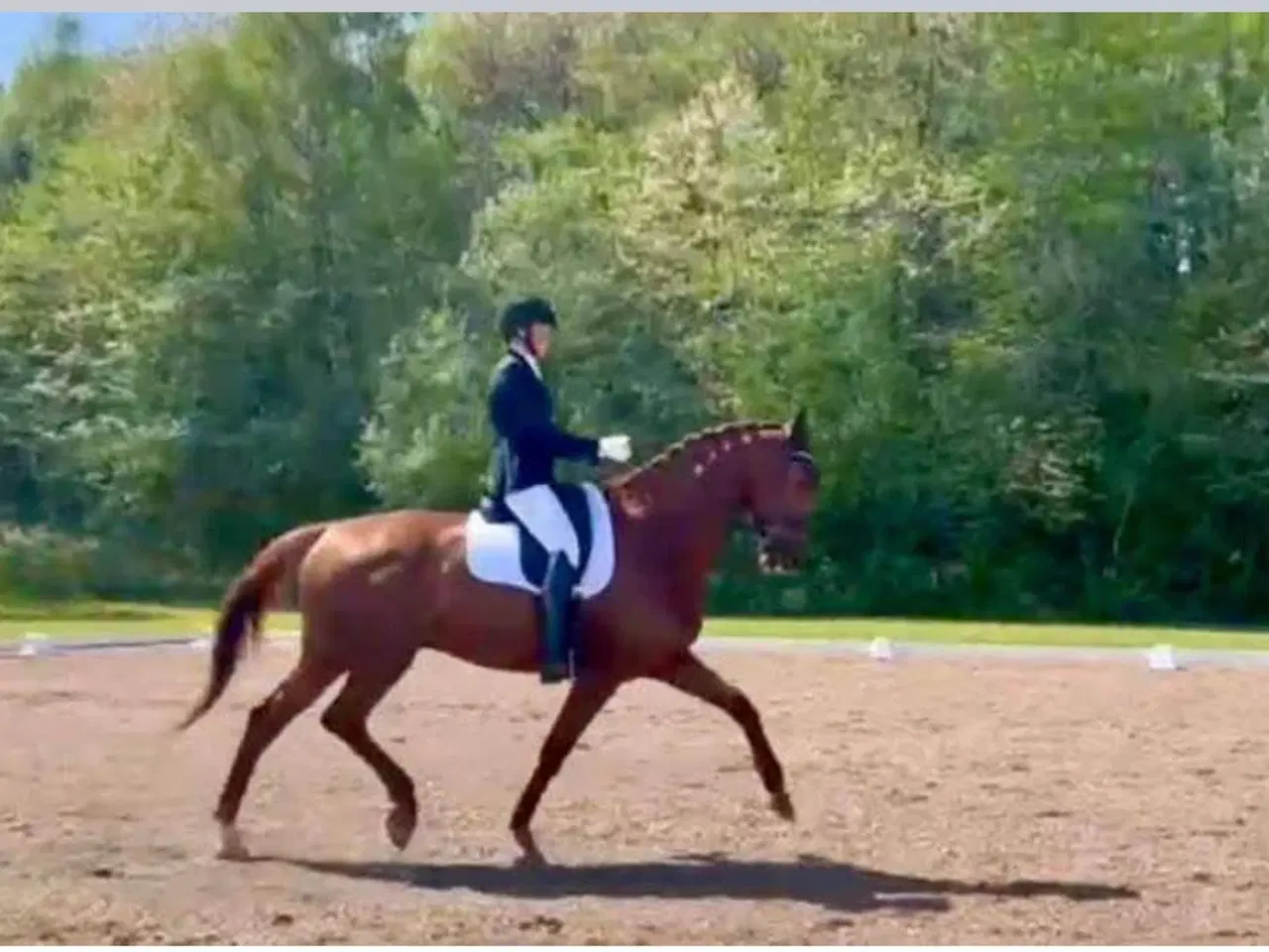 Billede 5 - Super pris ! Super skøn hest 