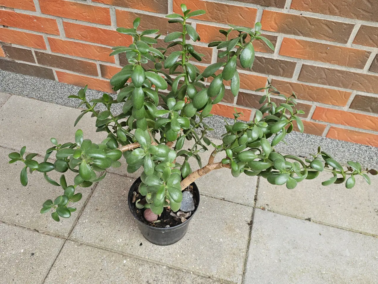 Billede 1 - Sund og Stærk Crassula Ovata Plante 🌿