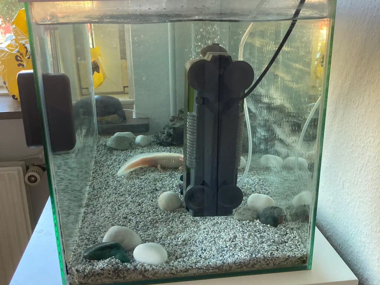 Billede 2 - Akvarium med Axolotl