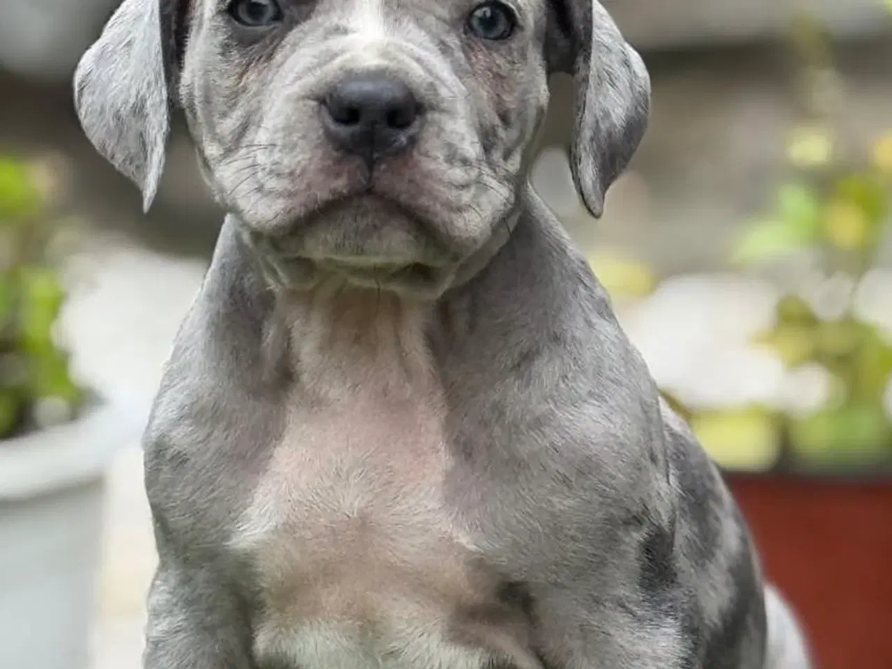 Billede 11 - American XL bully blue merle hanhvalp