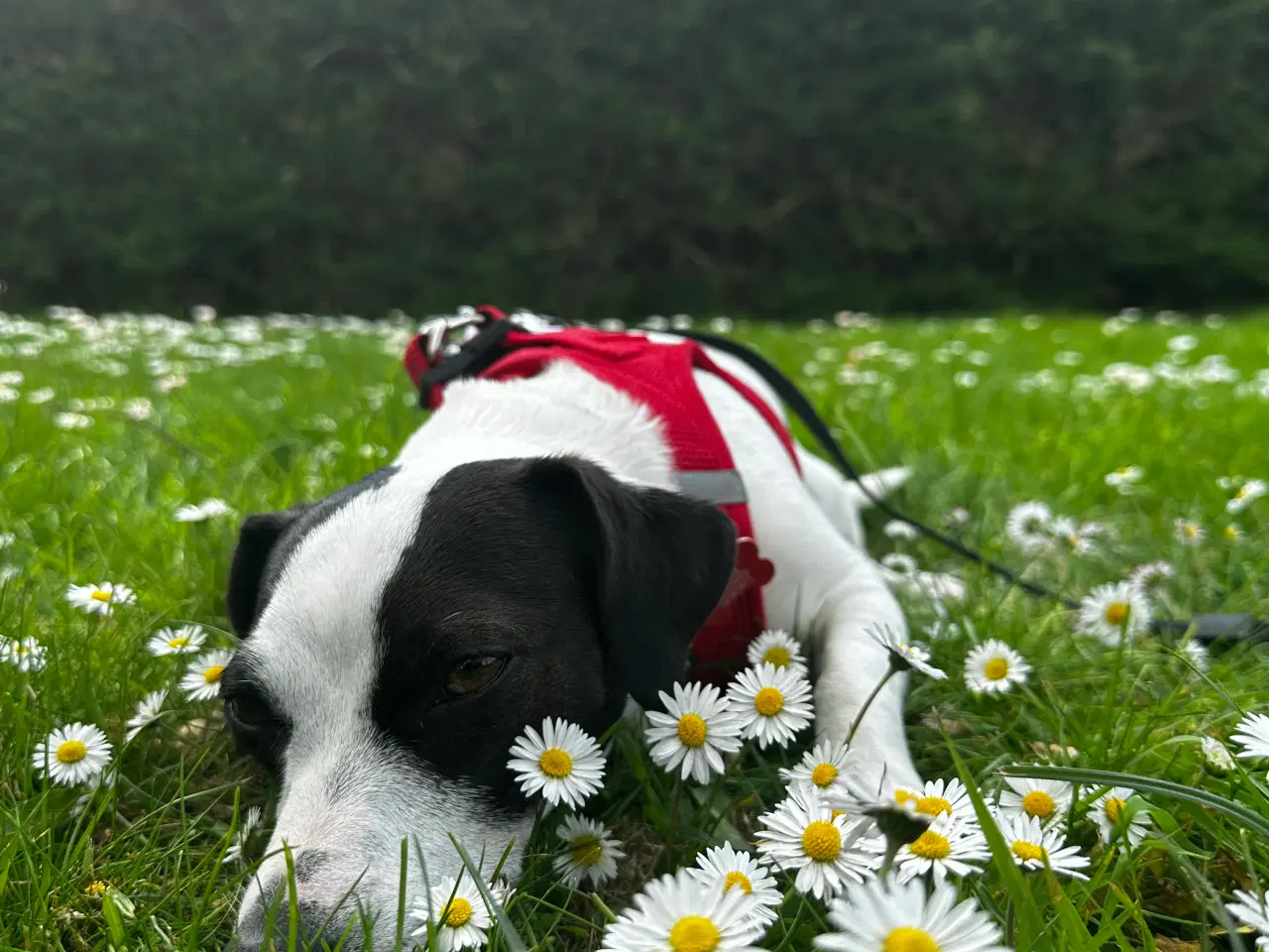 Billede 7 - Jack russel terrier korthåret hunhund