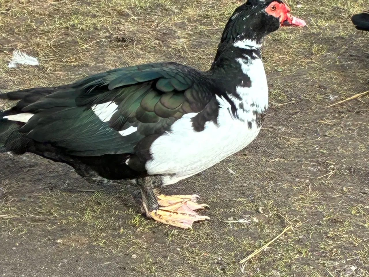 Billede 3 - Moskusandriker sælges eller bytres