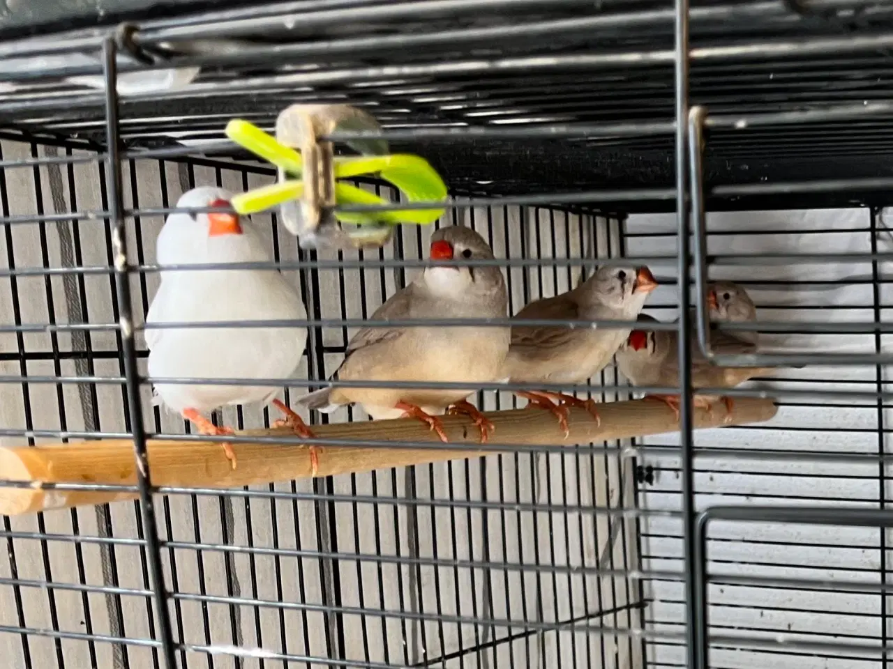 Billede 3 - Flotte Zebrafinker 