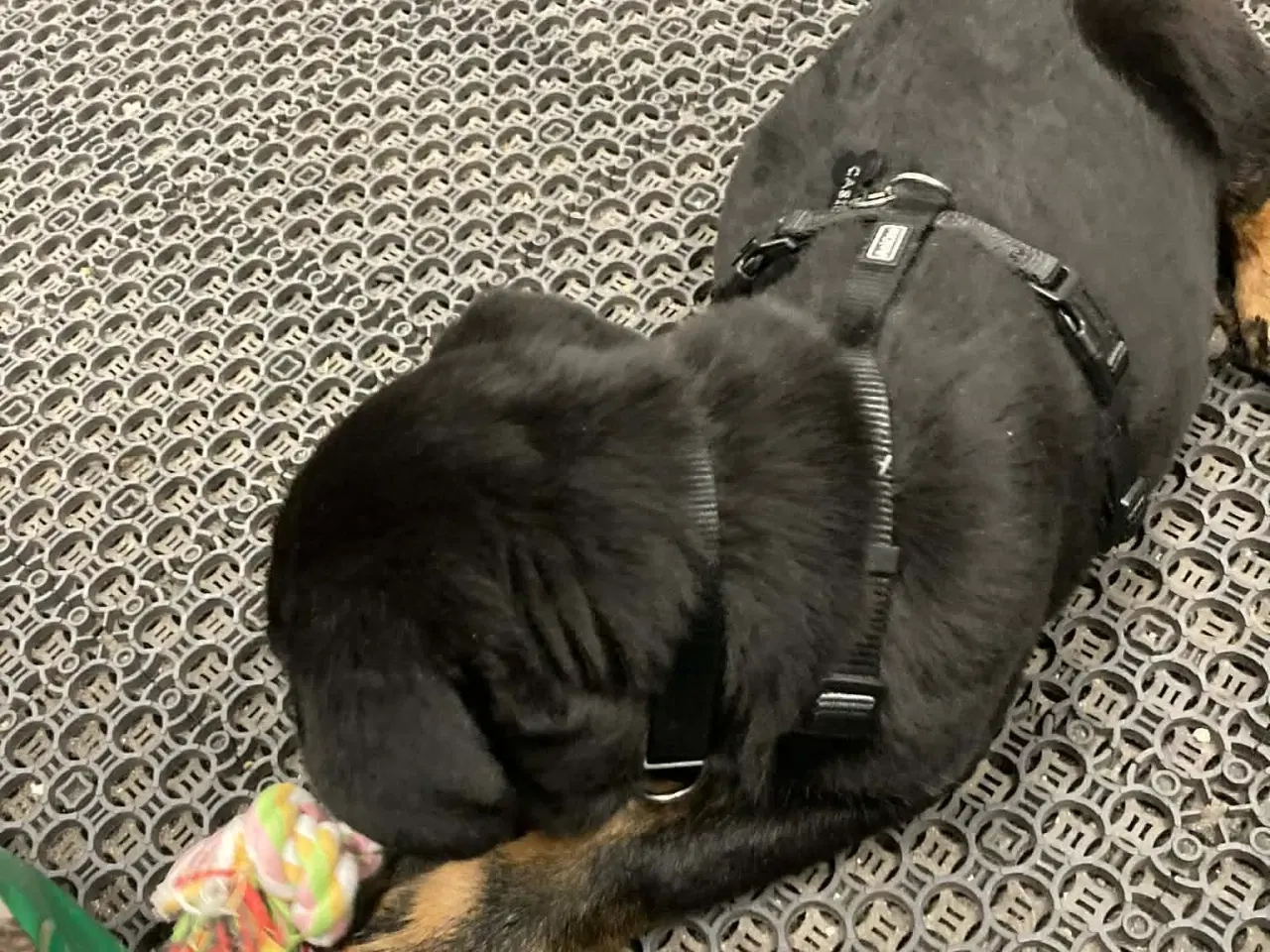 Billede 8 - Rottweiler/schæfer hvalp