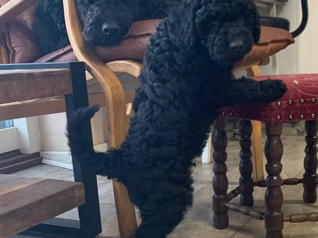 Billede 11 - Mini Golden Doodle F1B babyer 