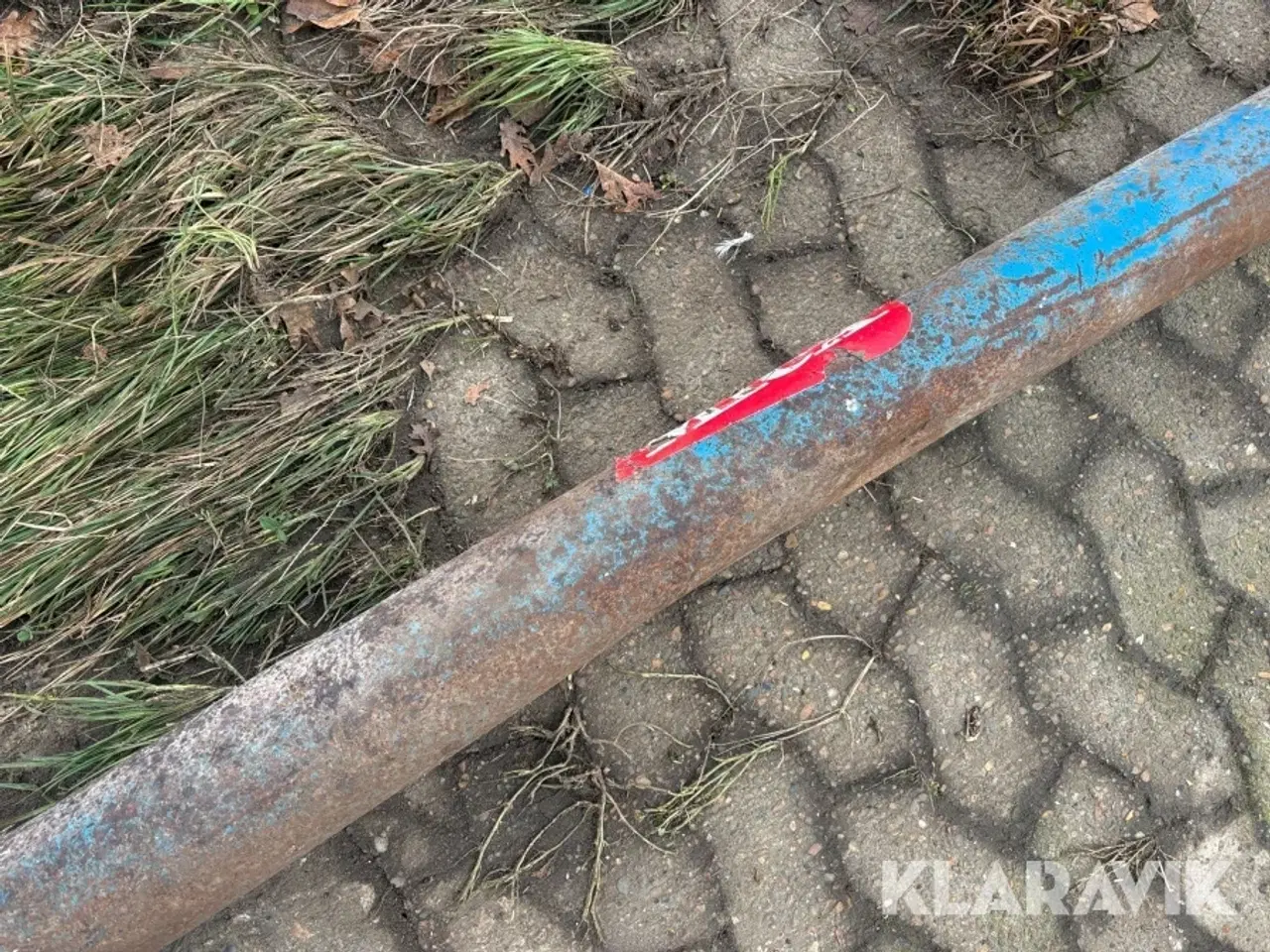 Billede 5 - Kornsnegl