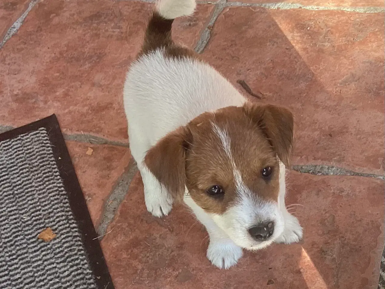 Billede 1 - Jack Russell terrier hvalp