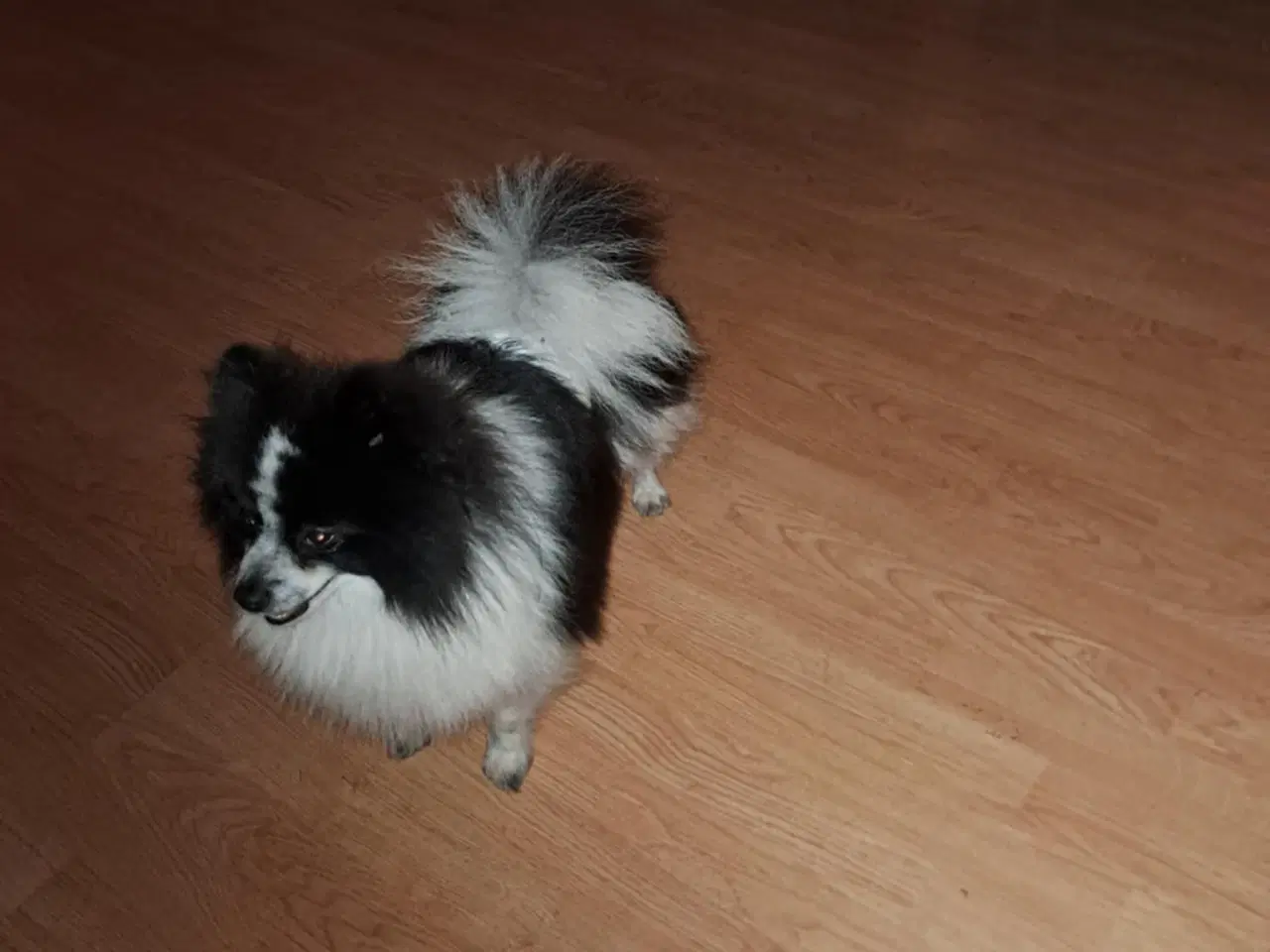 Billede 2 - Kærlig pommeranian dreng 
