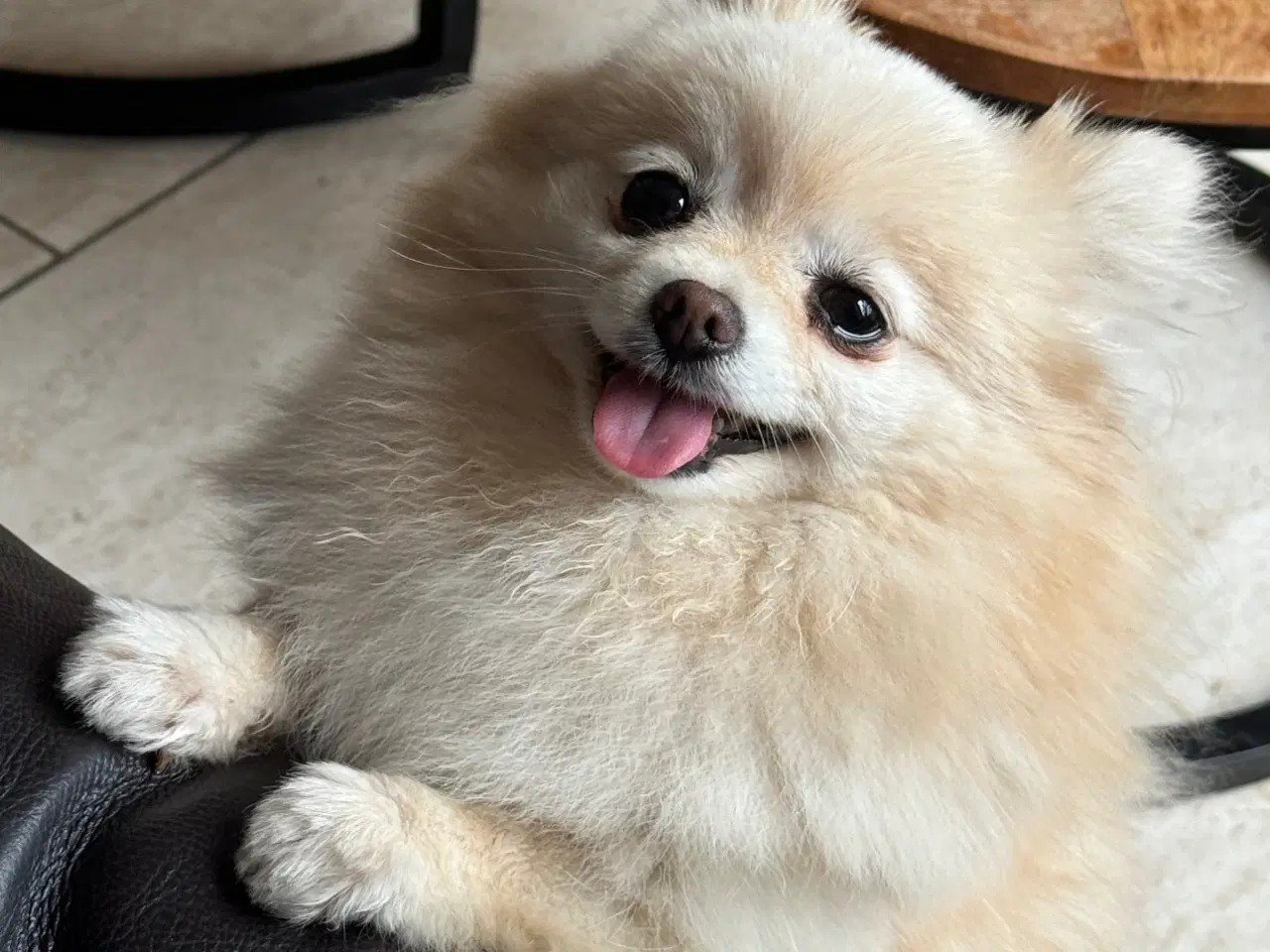 Billede 4 - Pomeranian søger nyt kærligt hjem