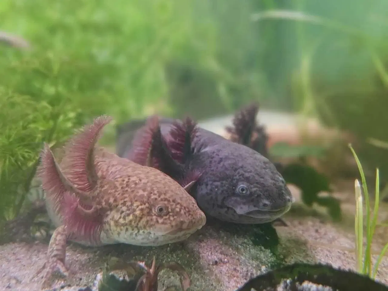 Billede 3 - Axolotl Avlsstamme 