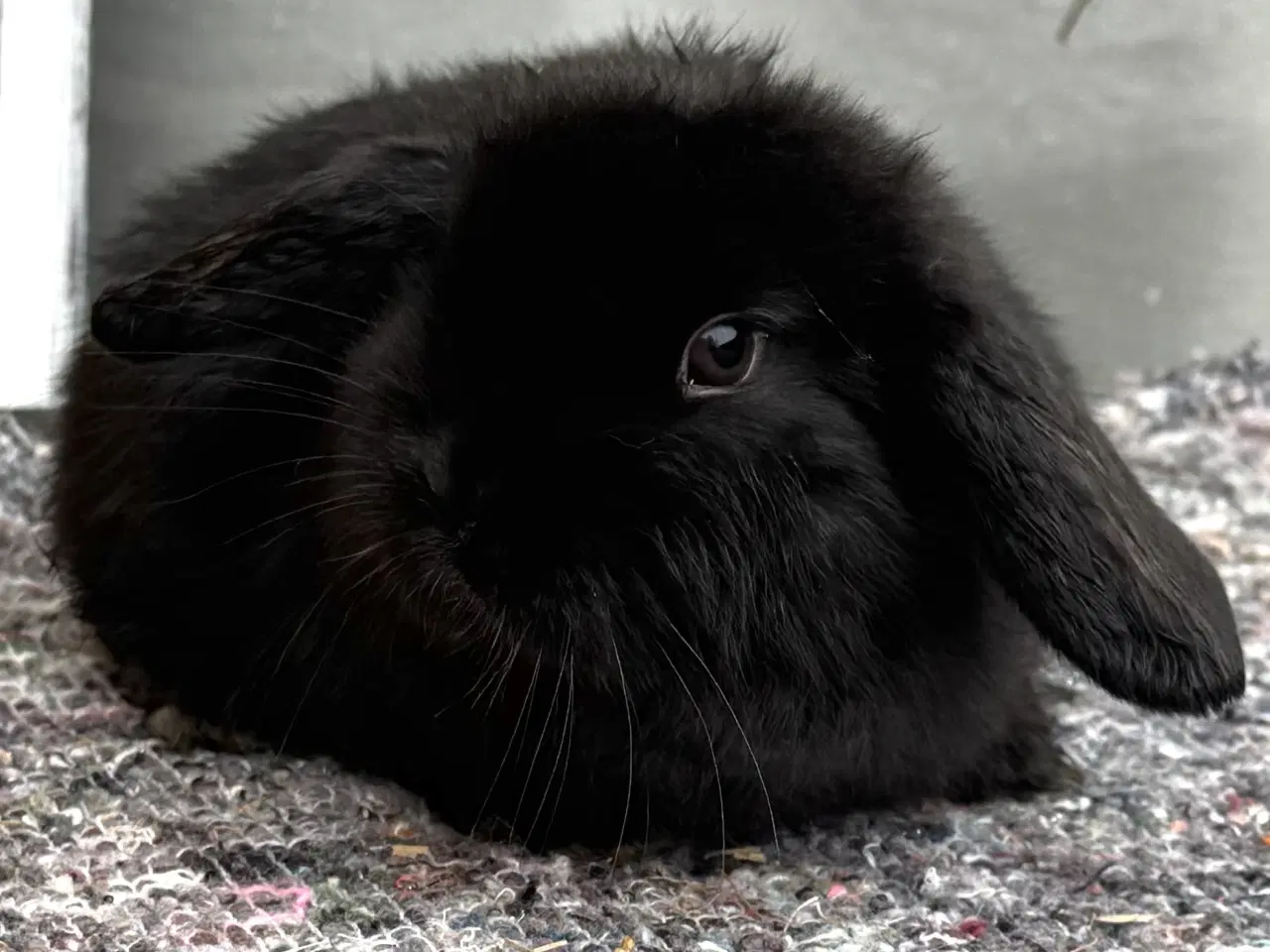 Billede 2 - Han Dværgvædder unger sælges 