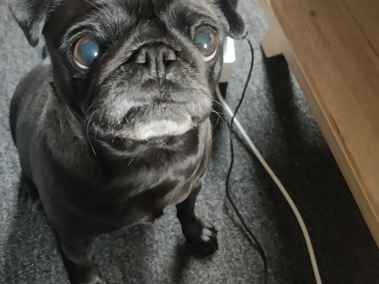 Billede 2 - Mops puppies 
