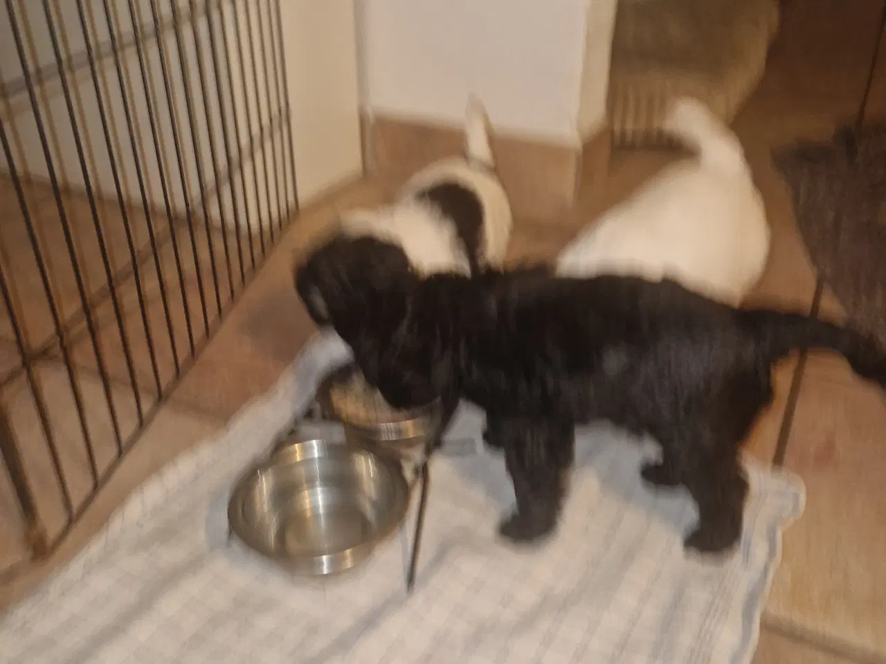 Billede 2 - Maltipoo hvalpe