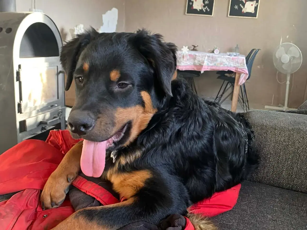 Billede 2 - Dejlig han hvalp søger nyt hjem