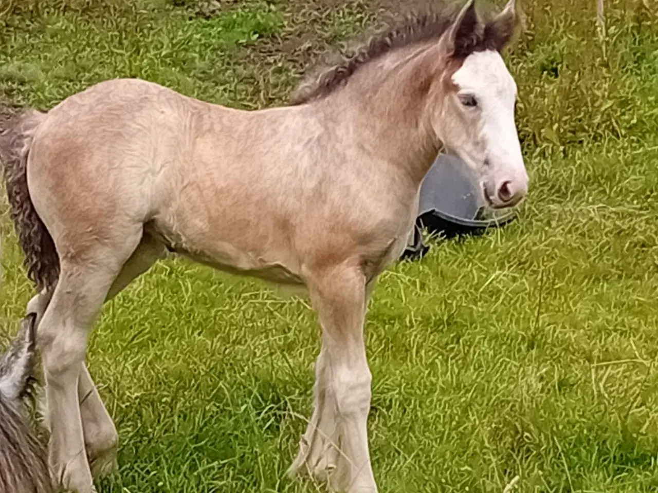 Billede 6 - Irish Cob hoppeføl