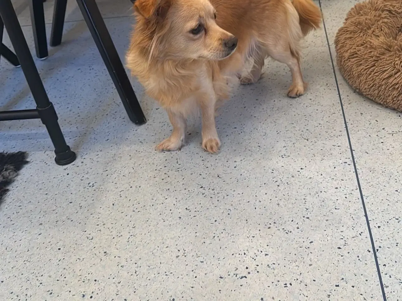 Billede 16 - Små uldtotter har alle fået nyt hjem