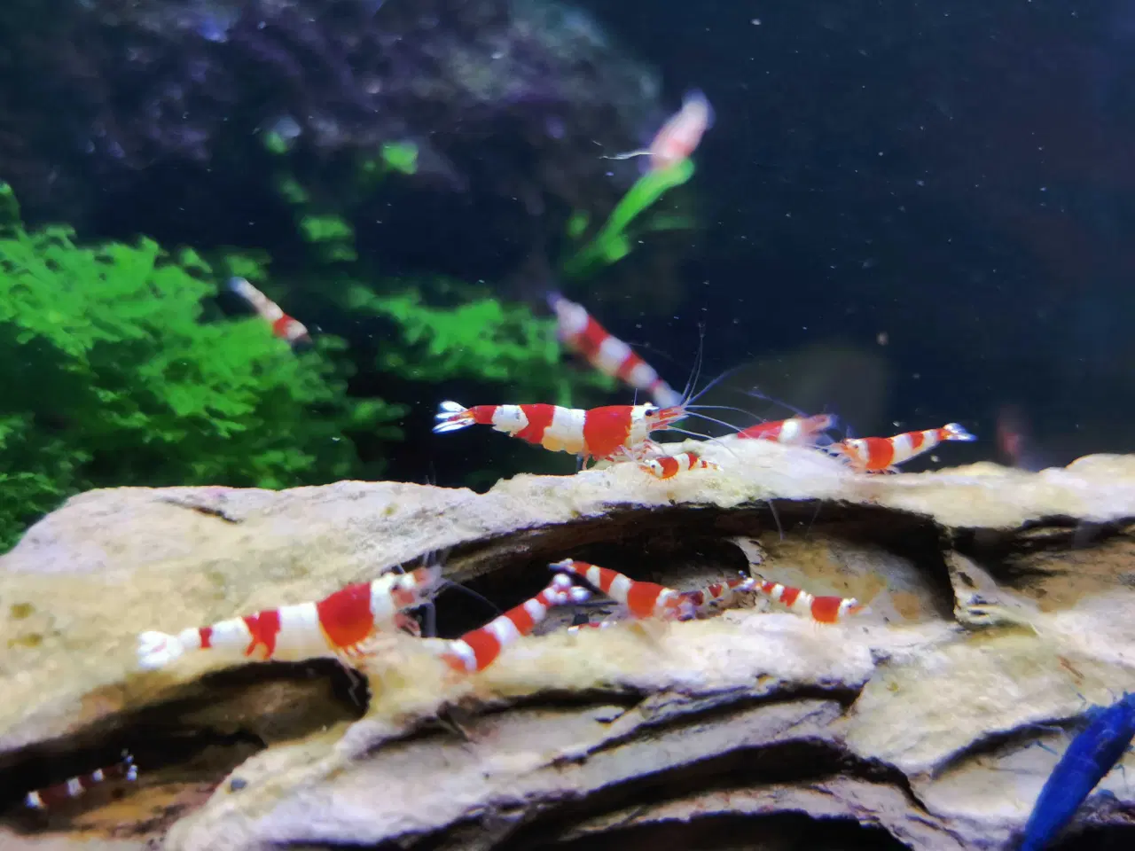 Billede 2 - Caridina 'CRS' rejer 