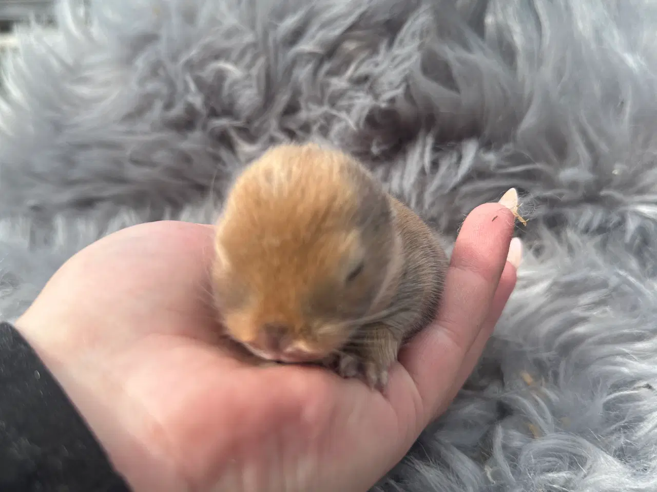 Billede 1 - Minilop dreng 