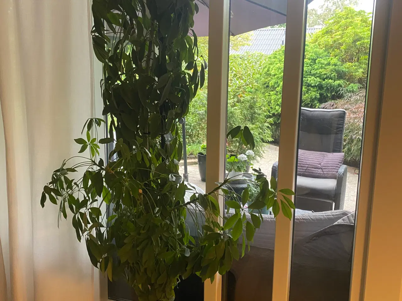 Billede 2 - Stor flot paraply plante