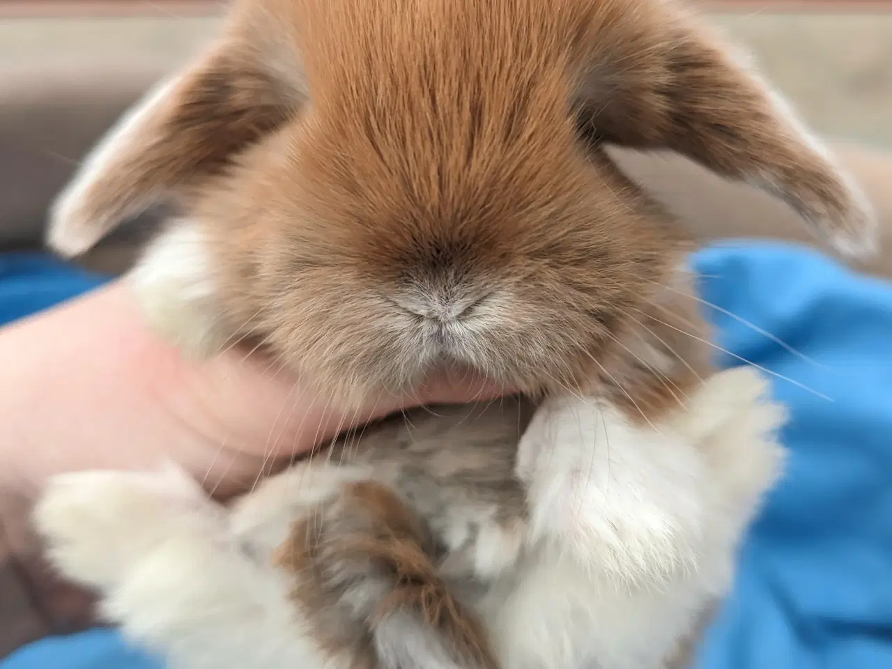 Billede 6 - Minilop kaninunge sælges 